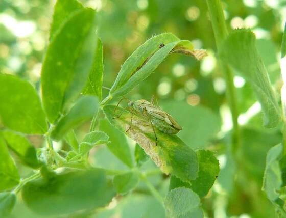 Obr. 1: Klopuška světlá (Adelphocoris lineolatus)