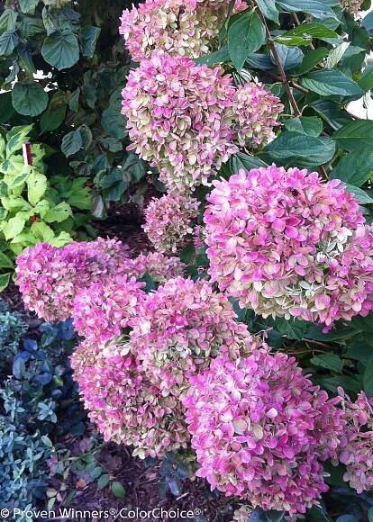 Little Lime® Hydrangea Tree