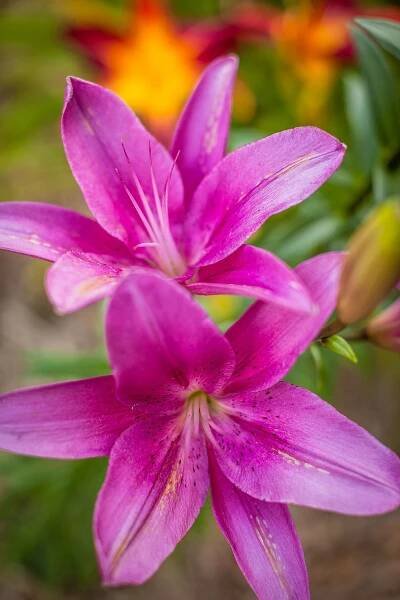 27 Low-Maintenance Perennial Flowers Perfect for Beginners