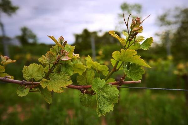 WEINGUT TINHOF – SOMMER – PAUL SZIMÁK