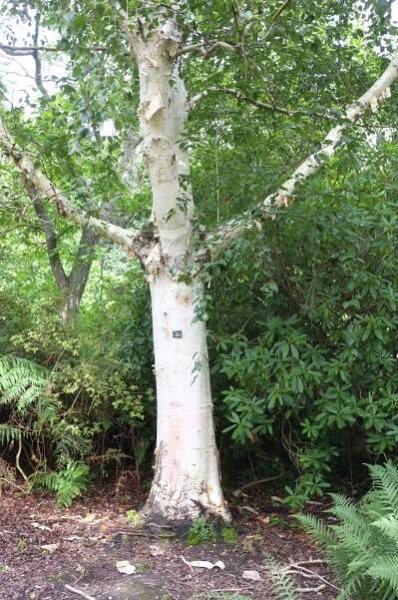 Betula utilis B jacquemontii
