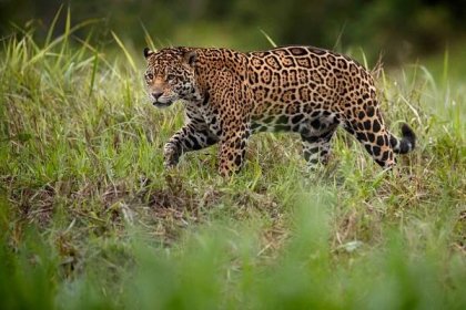 Respekt budící jaguár americký: Největší kočkovitá šelma Ameriky | 100+1 zahraniční zajímavost