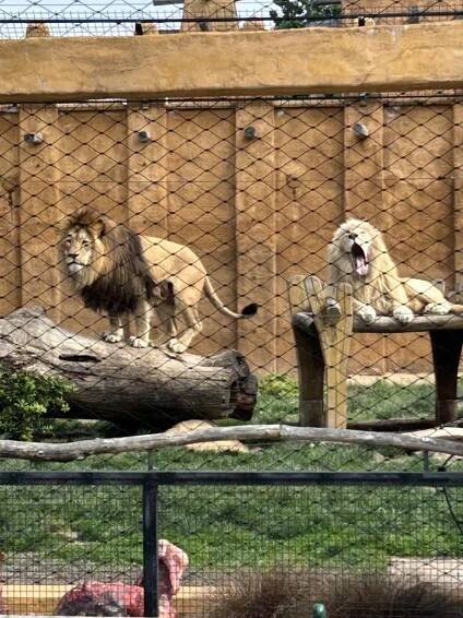 Výlet DS Dráček do ZOO Chleby - Oficiální stránky ZŠ a MŠ Nehvizdy