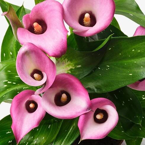 ZANTEDESCHIA Rostlina - Kala různé druhy 14 cm