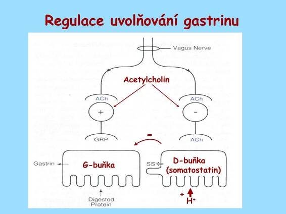 PPT - Sekrece a regulace trávení PowerPoint Presentation, free download - ID:5052877