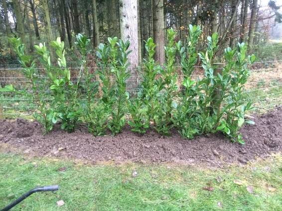 hedge-planting