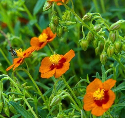 Devaterník Bronzeteppich (Helianthemum)