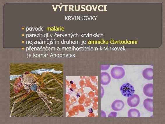 PPT - PRVOCI PowerPoint Presentation, free download - ID:3778640