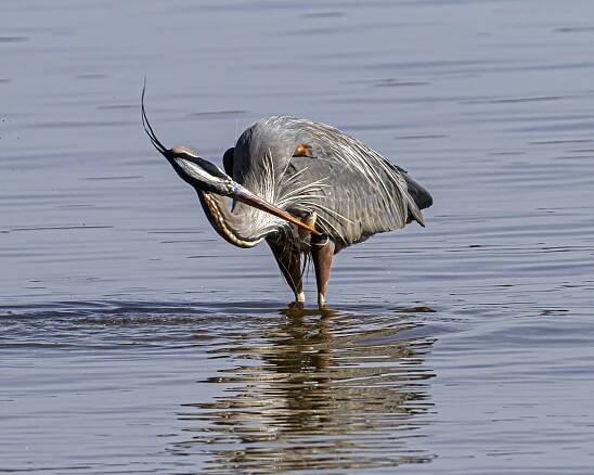 Great Blue Heron | Mike Powell