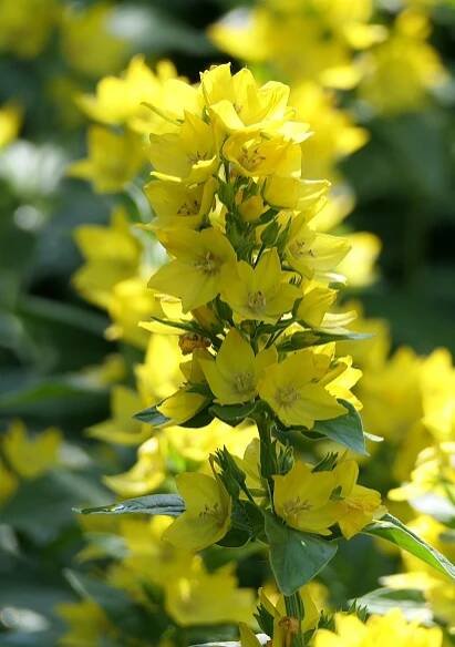 Žlutý Loosestrife, Květinové Pozadí