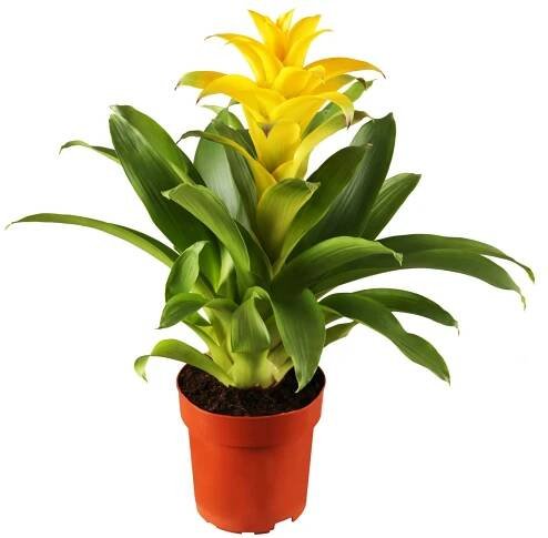 Guzmánie (Guzmania) "Flava" výška 25-30 cm, pr. květináče 9 cm