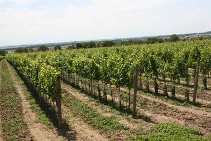Vinařská nej – Největší vesnice vinných sklepů Nechory