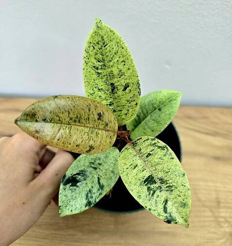 Ficus Shivereana