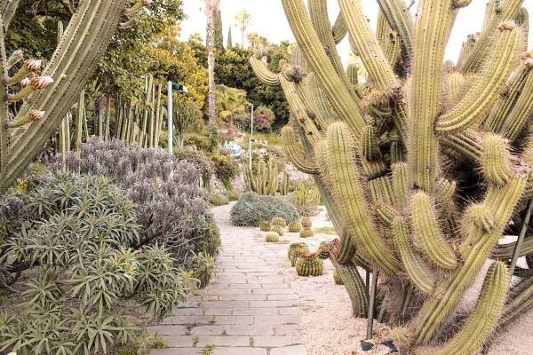 Cactus garden in Barcelona