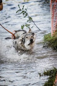 Extreme Aponi Dog Race Bílé Karpaty, Fotoalbum, Trutnovští Caníci