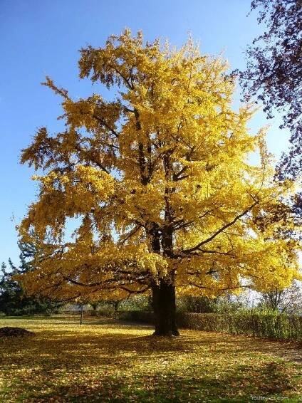 Jinanovité - Ginkgoaceae