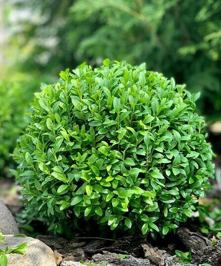 clipped evergreen boxwood ball