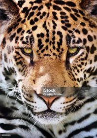 jaguar portrét - Bez autorských poplatků Jaguár americký Stock fotka