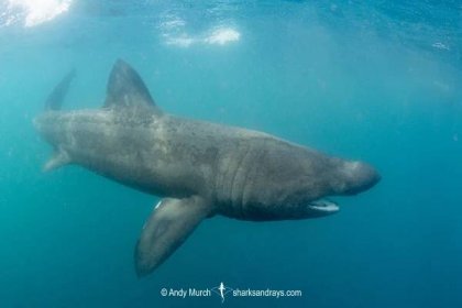 Basking Shark - Cetorhinus maximus