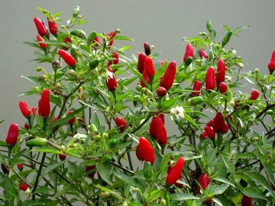 thai hot ornamental peppers