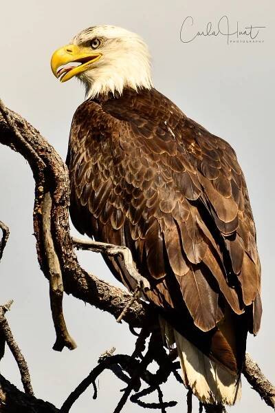 Bald Eagle-0821