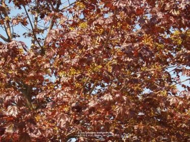 Javor mliečny Royal Red (Kráľovská červená) | Acer platanoides Royal Red - Záhradníctvo ABIES