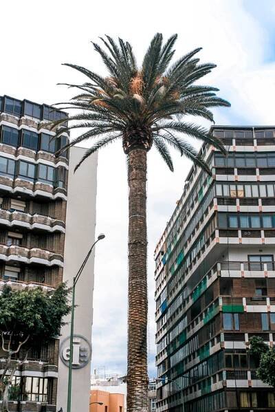 Palm Tree