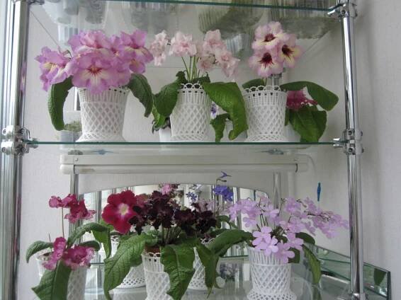 Květy Streptocarpus