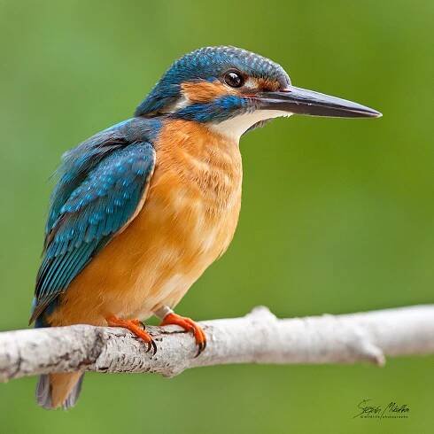 Srostloprstí | Štěpán Mikulka | Wildlife fotograf