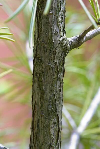 Pajehličník přeslenatý (Sciadopitys verticillata), kůra, borka