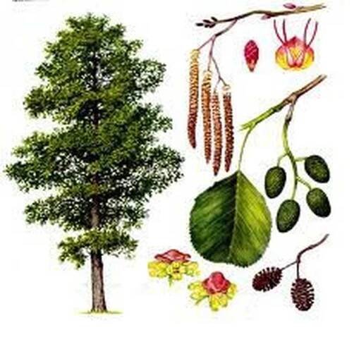 Alder / Byliny v písmenu O
