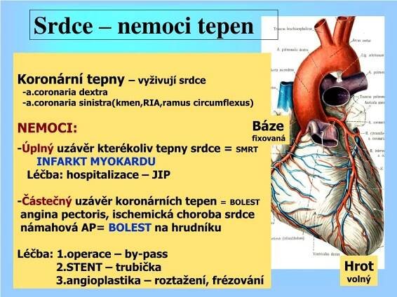 PPT - Funkce krevního oběhu a srdce PowerPoint Presentation, free download - ID:4776188