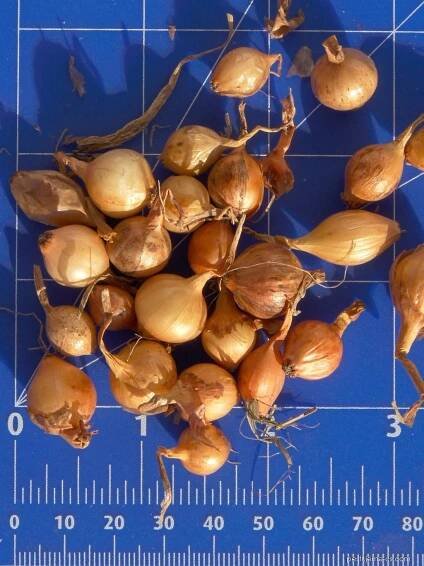 Cibule kuchyňská Štutgartská (Allium cepa)