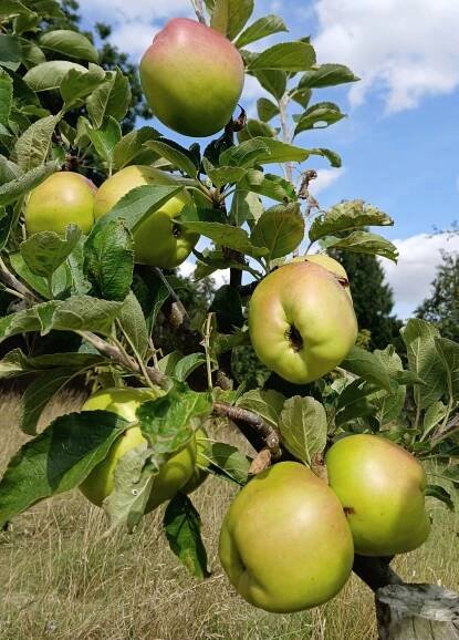 Garden Blog - Sep '24 - Deene Park - House & Gardens