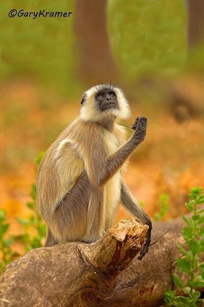 Gray Langur (Semnopithecus entellus) 