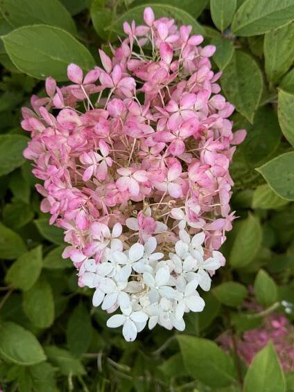Hydrangea paniculata Magical® Ruby Snow