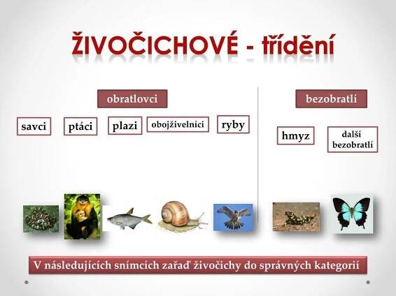 PPT - ZKUS ROZTŘÍDIT NĚKTERÉ ŽIVOČICHY PowerPoint Presentation, free download - ID:6275625