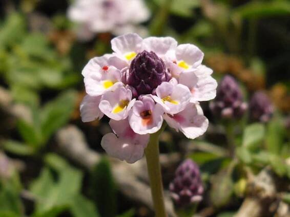 Soubor:Phyla nodiflora 4 (Corse).JPG – Wikipedie