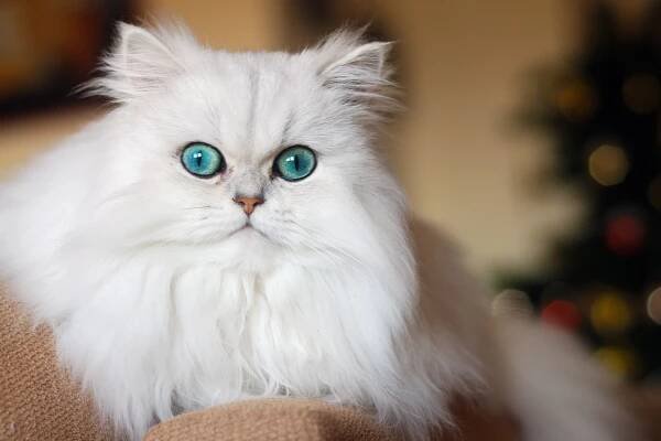 White Persian cat with blue eyes