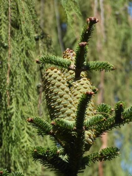 Abies nebrodensis