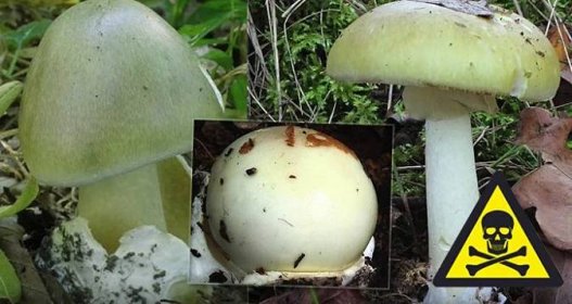 Panika kolem nových osnov: Školáci už se nebudou učit poznávat jedovaté houby?