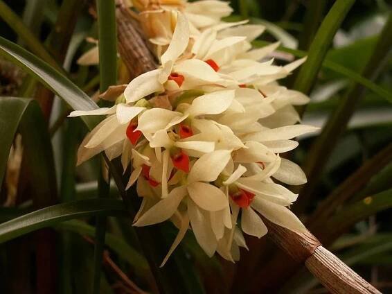 Orchid in the Wild