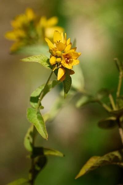 Vrbina obecná (Lysimachia vulgaris)