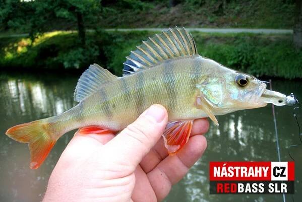 Smáček REDBASS SLR | NASTRAHY.CZ