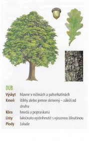 Spoznávame listnaté stromy - Skauti Humenné
