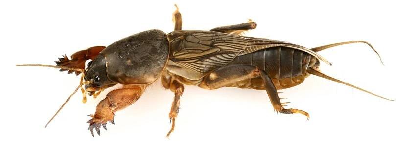 Krtonožka obecná (Gryllotalpa gryllotalpa)
