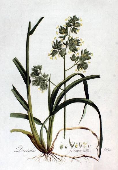 Soubor:Dactylis glomerata — Flora Batava — Volume v2.jpg – Wikipedie