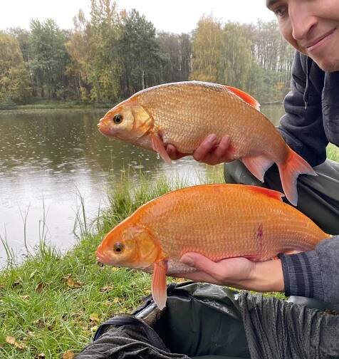 Jelec jesen gold (Leuciscus idus)