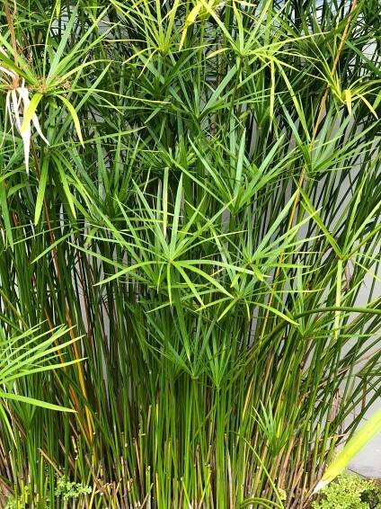 Papyrus Plant | Etsy