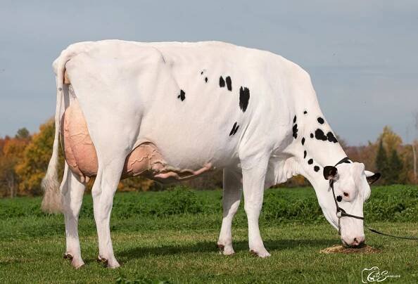 Semex UK - Holstein Sire Directory April 2023 by Semex - Issuu